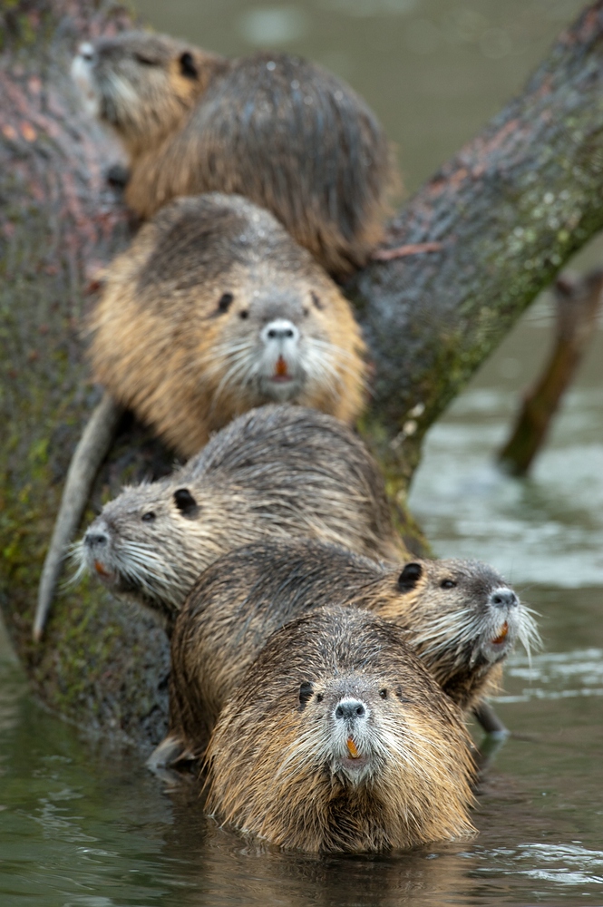 Biberratte (Myocastor coypus), auch Nutria II