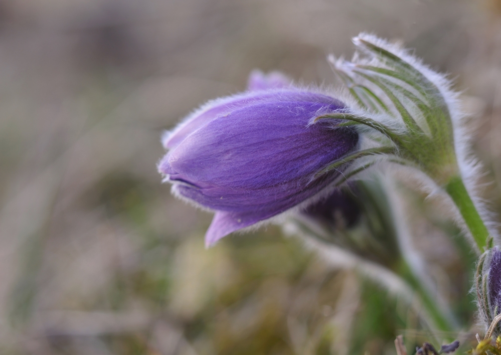 Frühling - jetzt ist er da!!