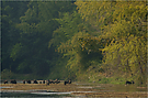 Landschaft mit über 20 Schweinen