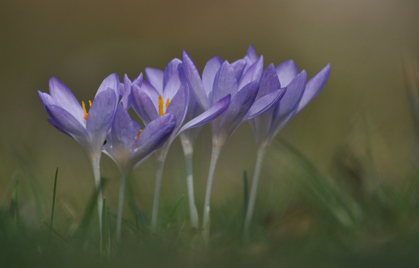 zarte blaue Krokusse