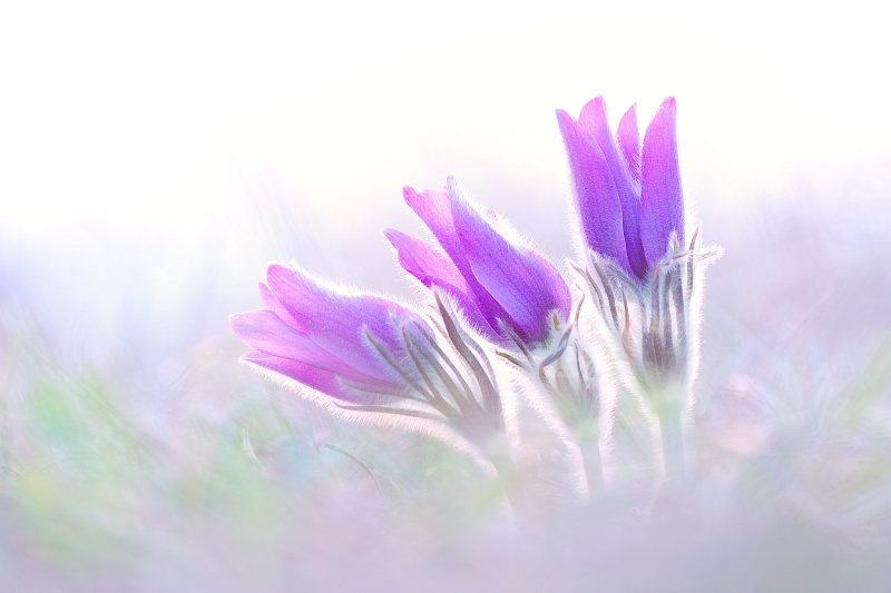 Pulsatilla grandis