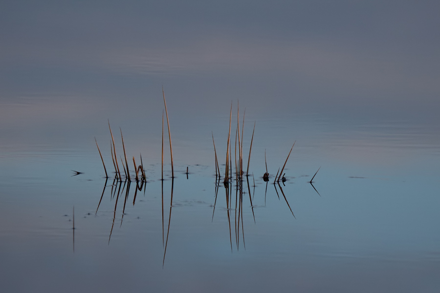 Abendstimmung im Moor