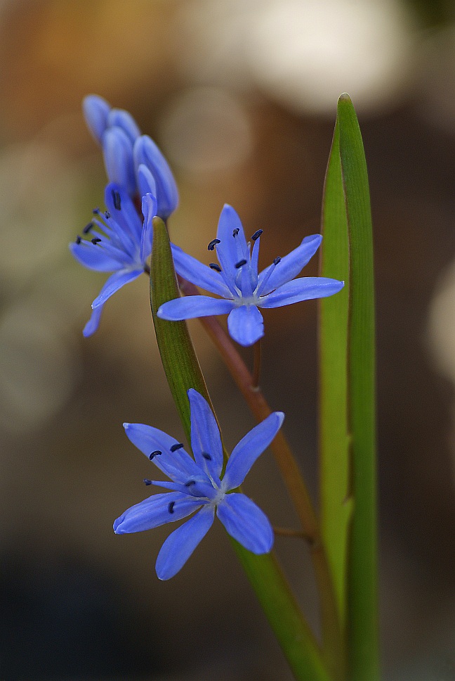 Blaue Sterne