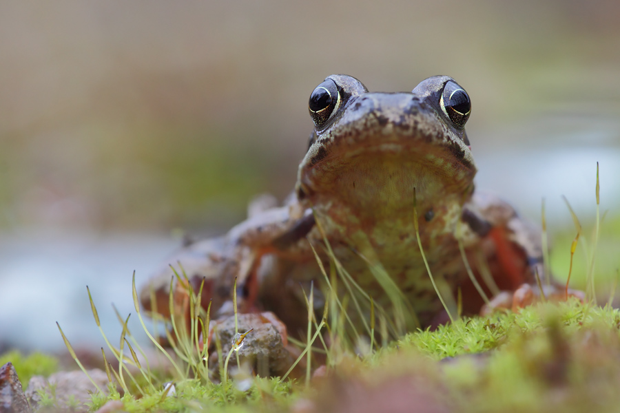 Grasfrosch unterwegs...