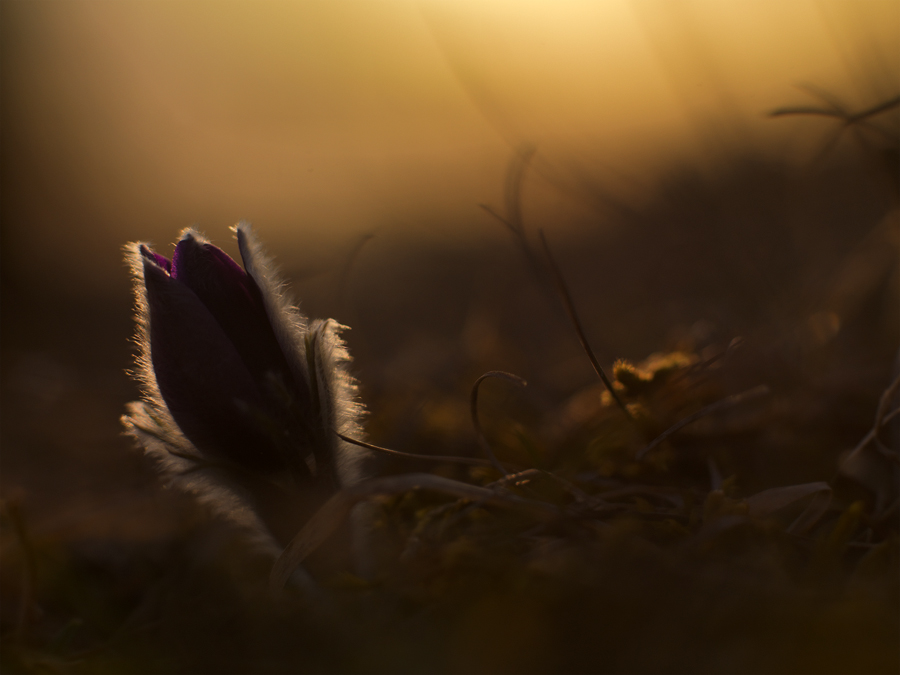 Der Blüte erster Abend!