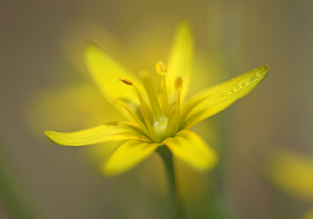 Waldgoldstern