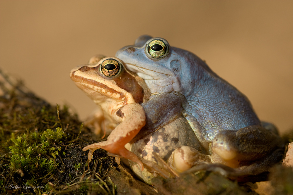 Herr und Frau Moorfrosch intim ...