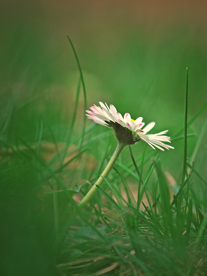 Gänseblümchen