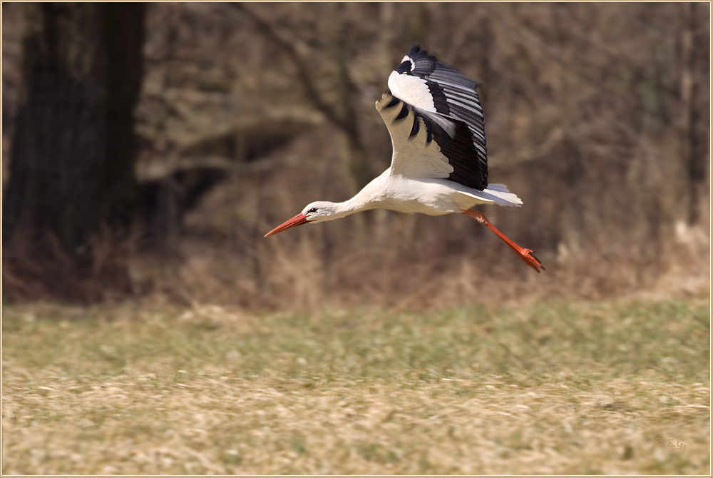 „Auwald-Abflug“