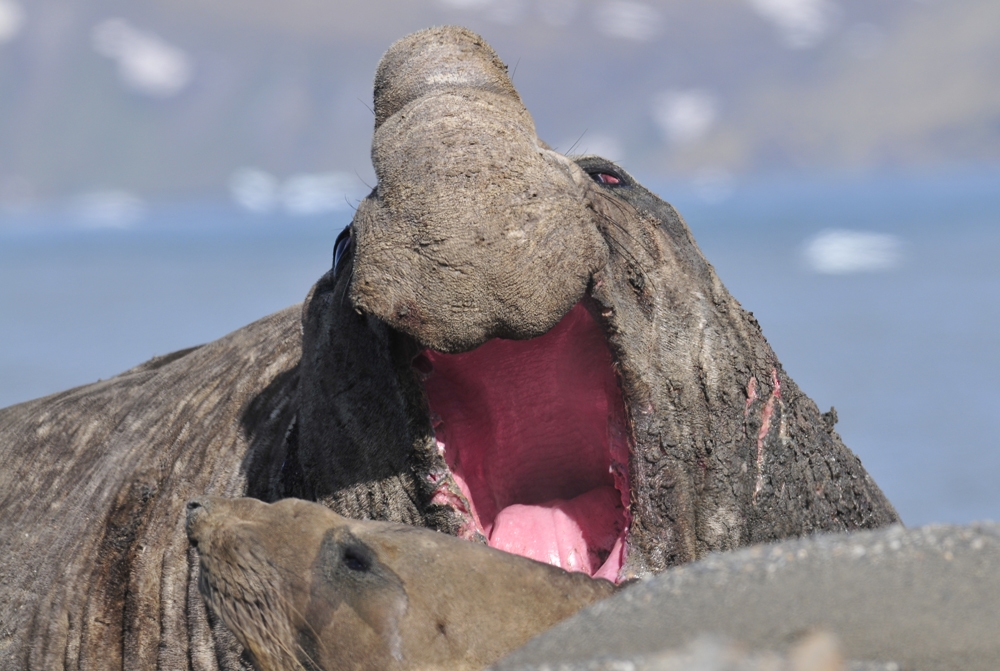 See-Elefant - große Klappe