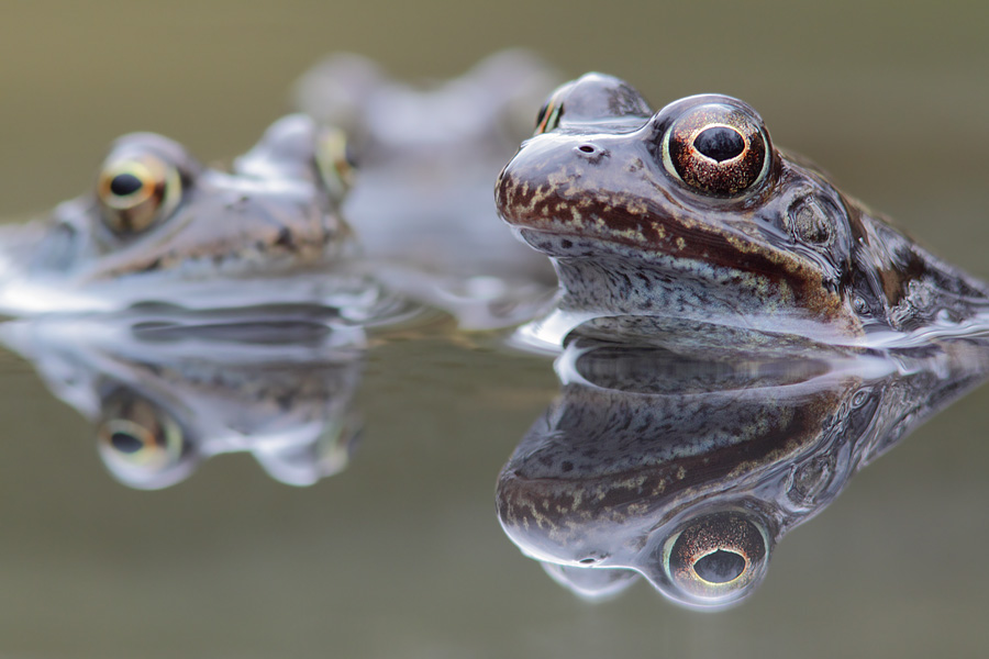 ~ Perfekte Grasfroschkonstellation ~