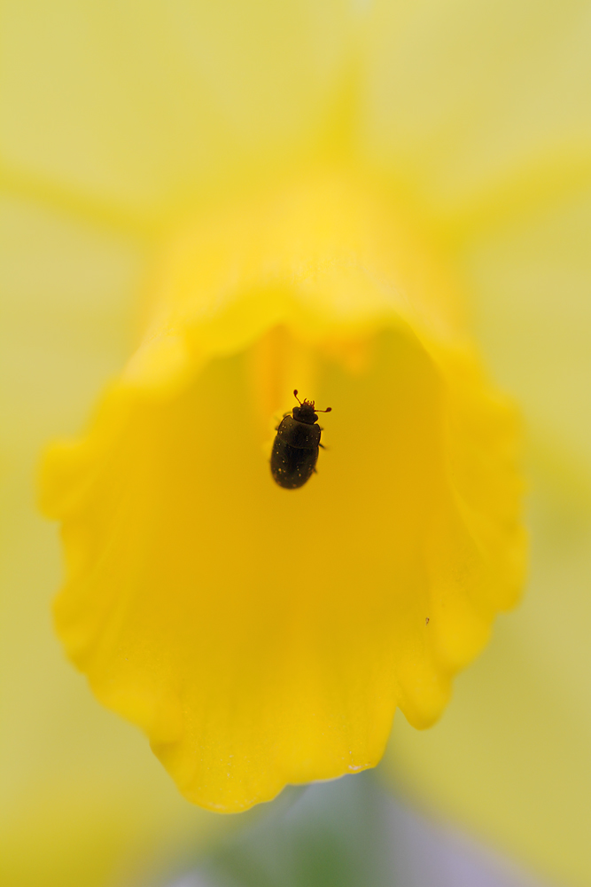 Kleiner Käfer