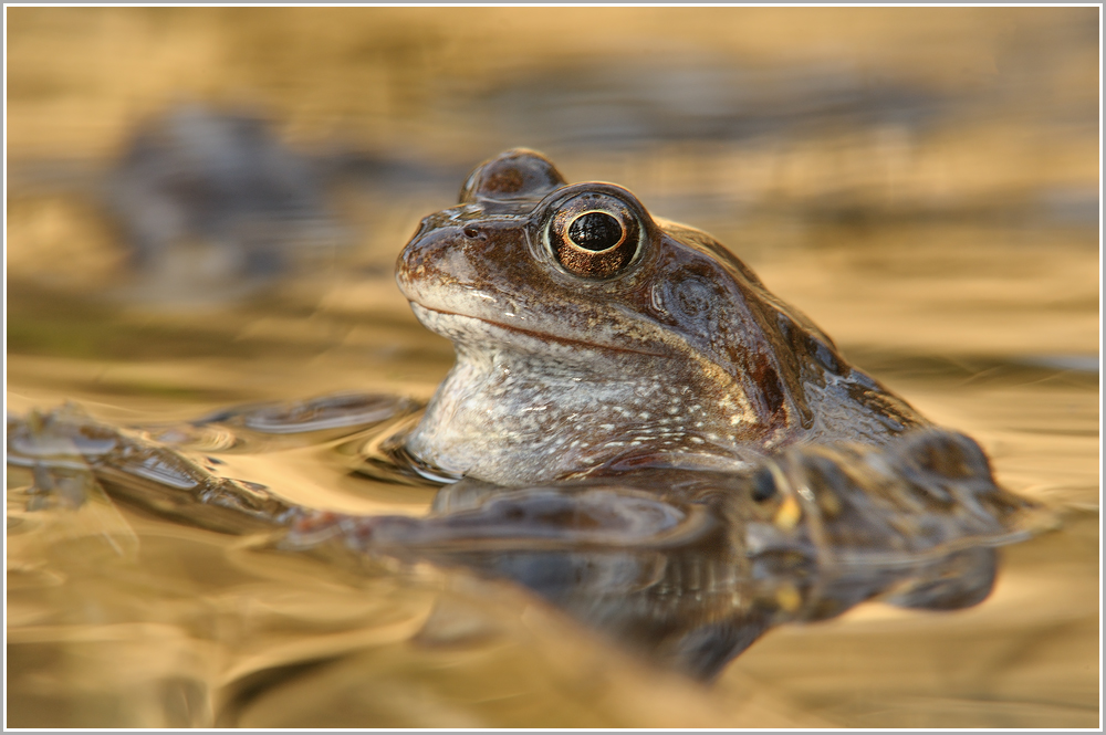 Kröte im Lebensraum (Forum für Naturfotografen)