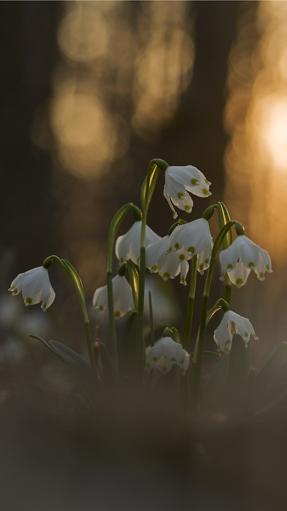 Frühlingsknotenblume