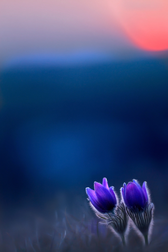 Blaue Stunde bei den Küchenschellen