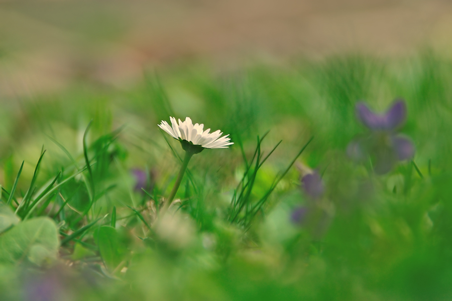 Gänseblümchen_2