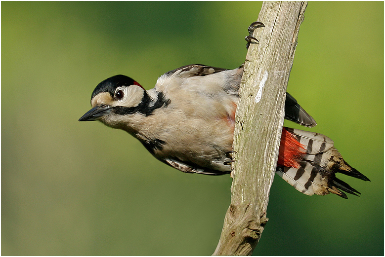 Vorwitznase, Buntspecht Dendrocopos major