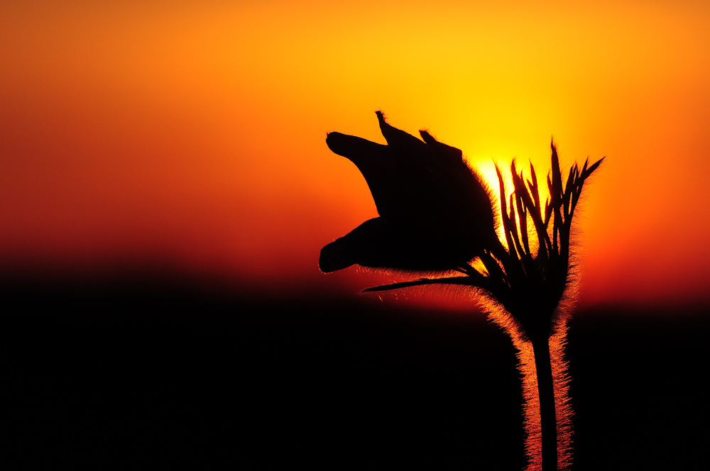 Küchenschelle bei Sonnenuntergang