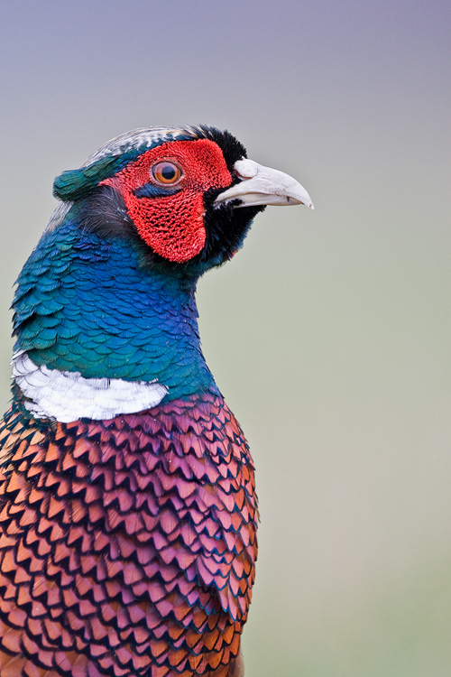 Fasan (Phasianus colchicus) als Portrait (Forum für Naturfotografen)