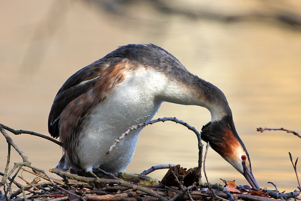 Nestbau