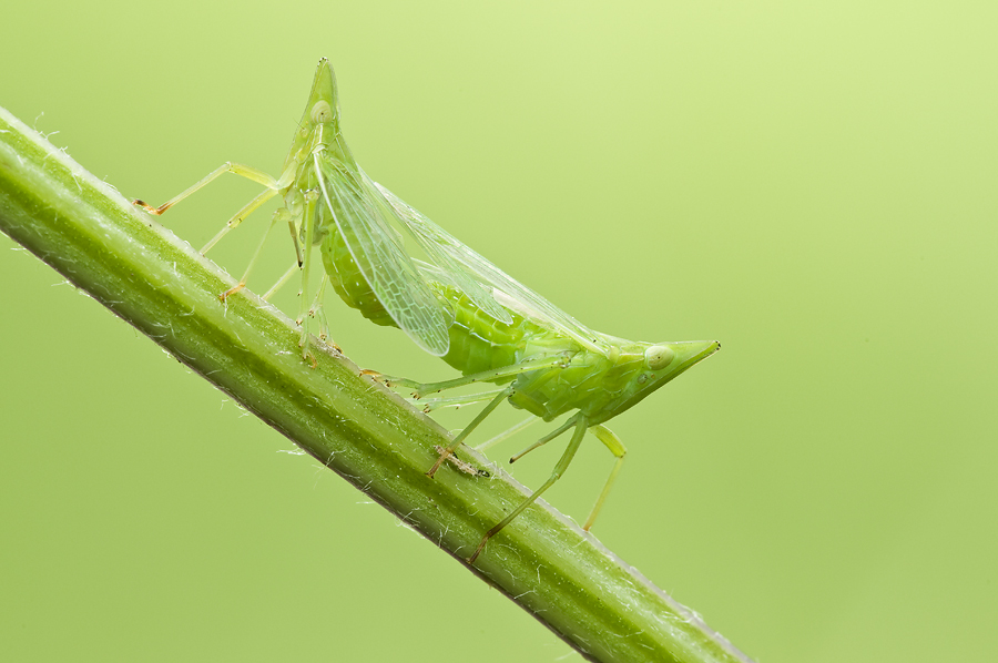 Zikaden (Forum für Naturfotografen)