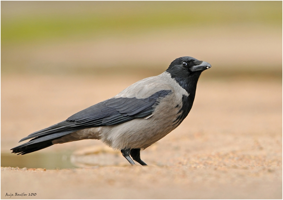 Nebelkrähe (Corvus corone cornix)