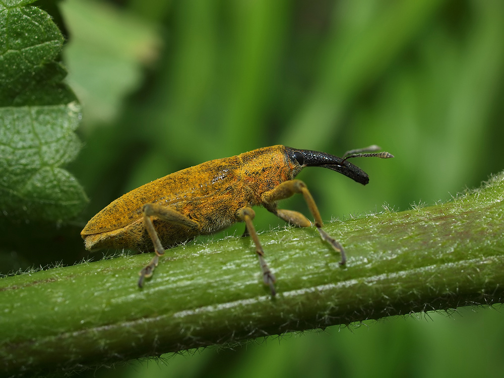 Lixus Angustatus...