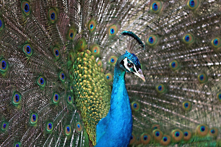 Stolzer, schöner Pfau