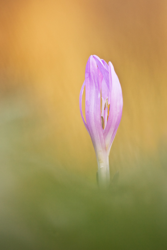 Frühlingslichtblume