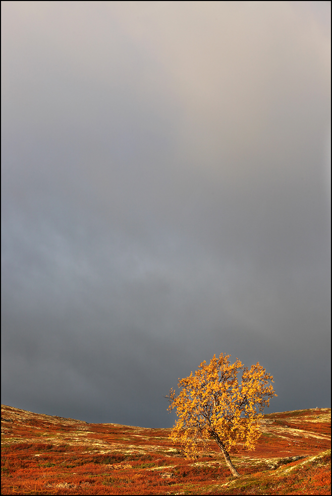 Der schönste Baum