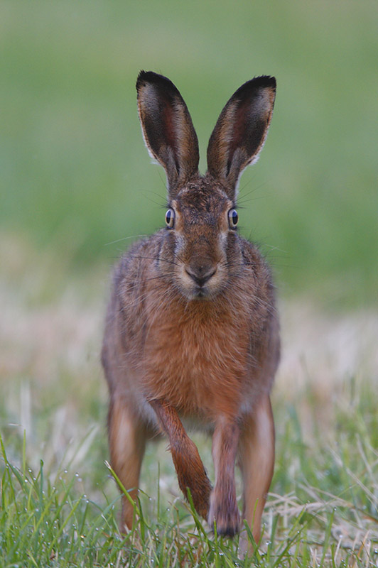 FROHE OSTERN