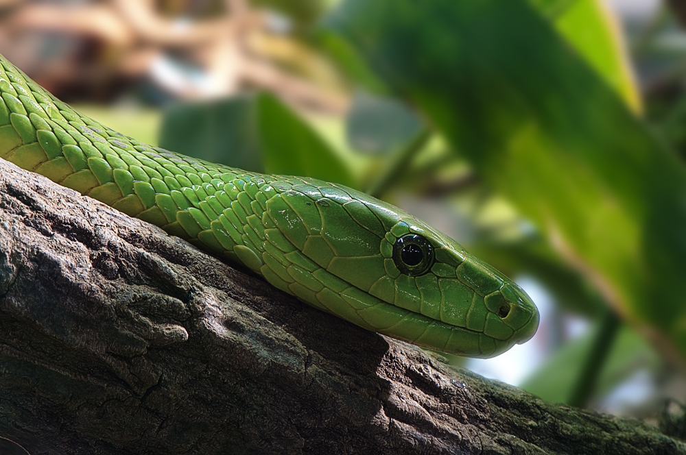 grüne Mamba (Forum für Naturfotografen)