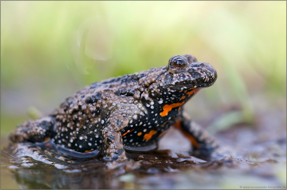 Rotbauchunke (Bombina bombina)