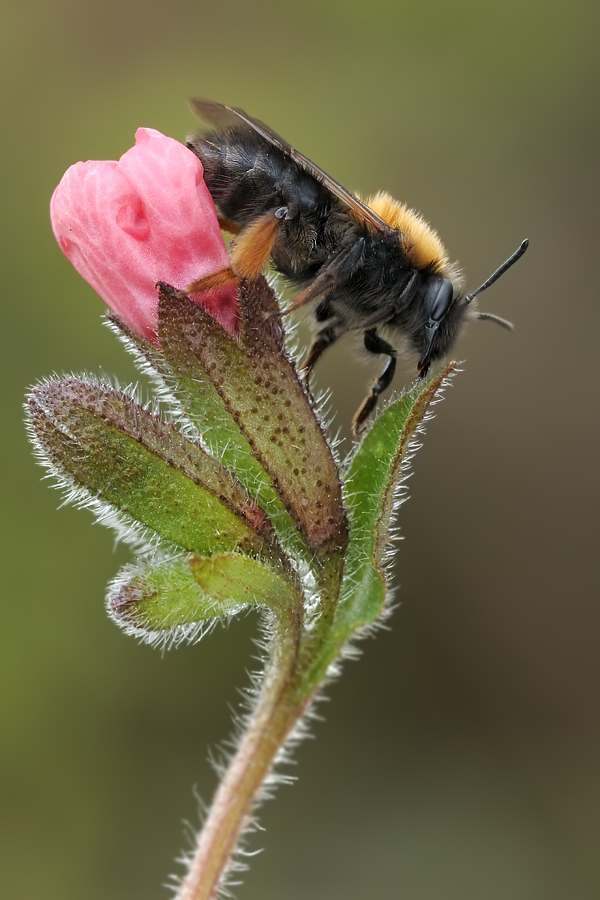 Colletes cunicularius