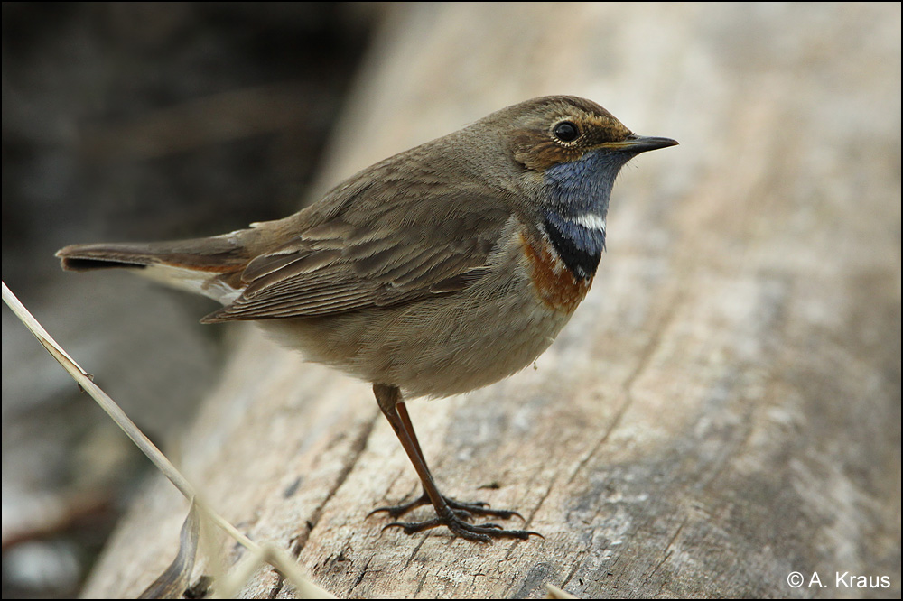 Blaukehlchen