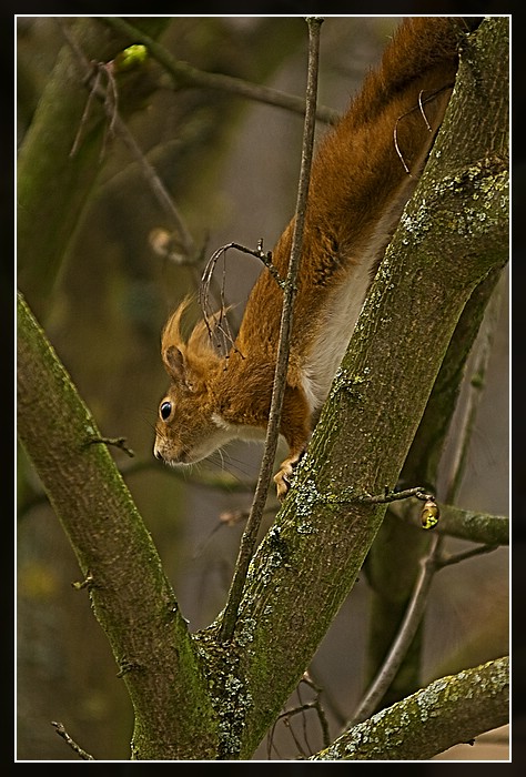 Eichhörnchen