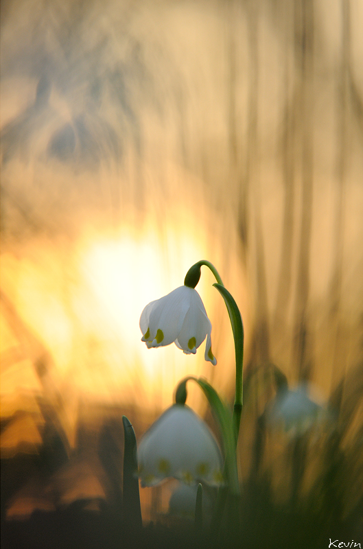 Märzenbecher im Abendlicht