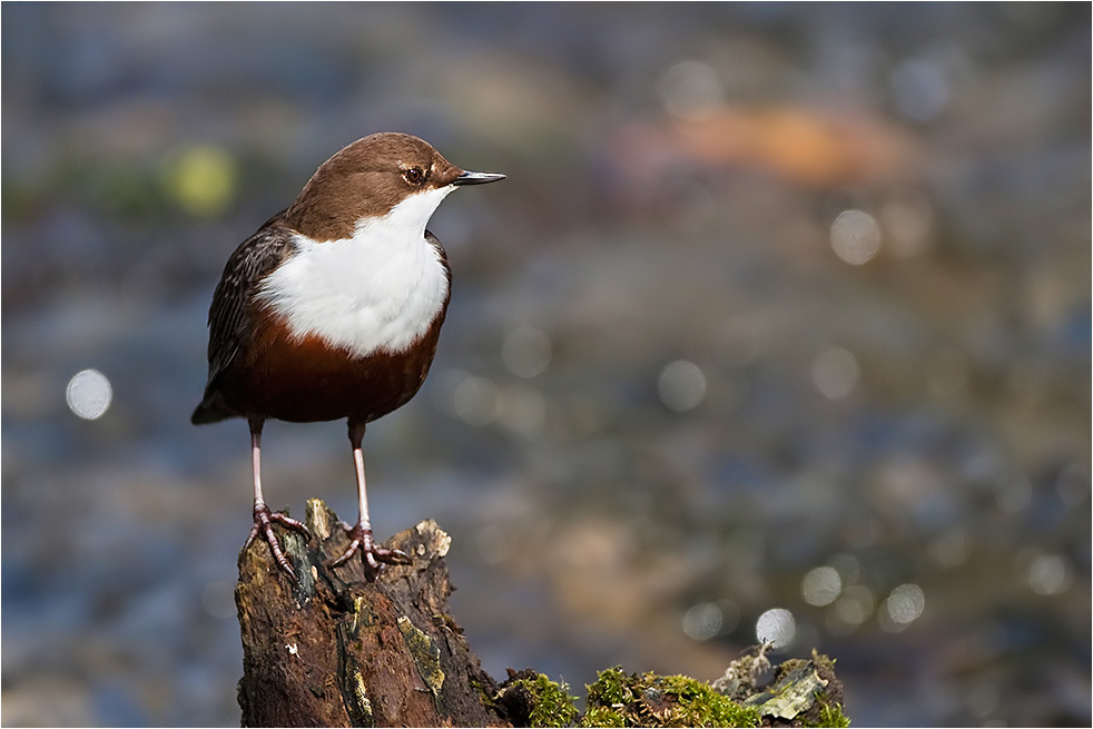 Wasseramsel