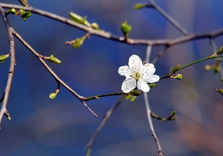 Die erste Blüte