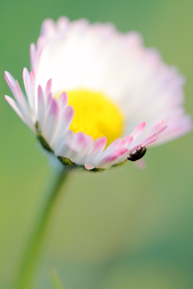 Gänseblümchen