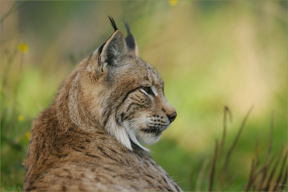 Lynx lynx (Forum für Naturfotografen)