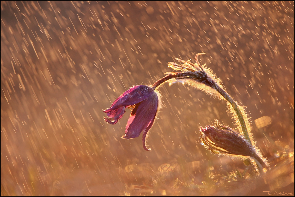 Vom Regen gebeugt