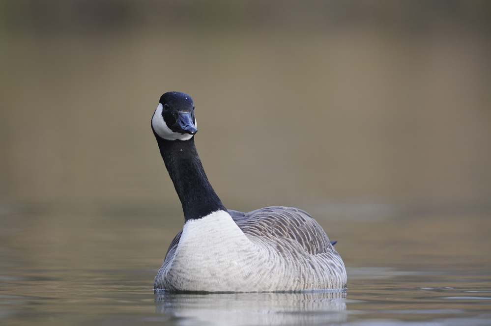 Ein schräger Vogel