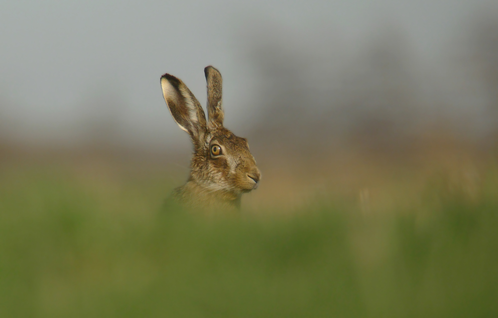 Frohe Ostern