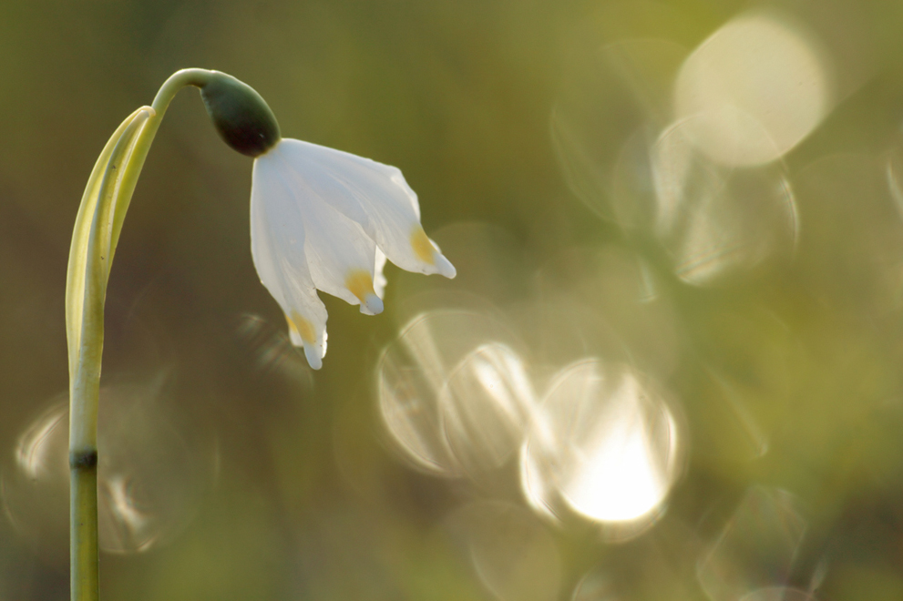 Leucojum - -non-HDR