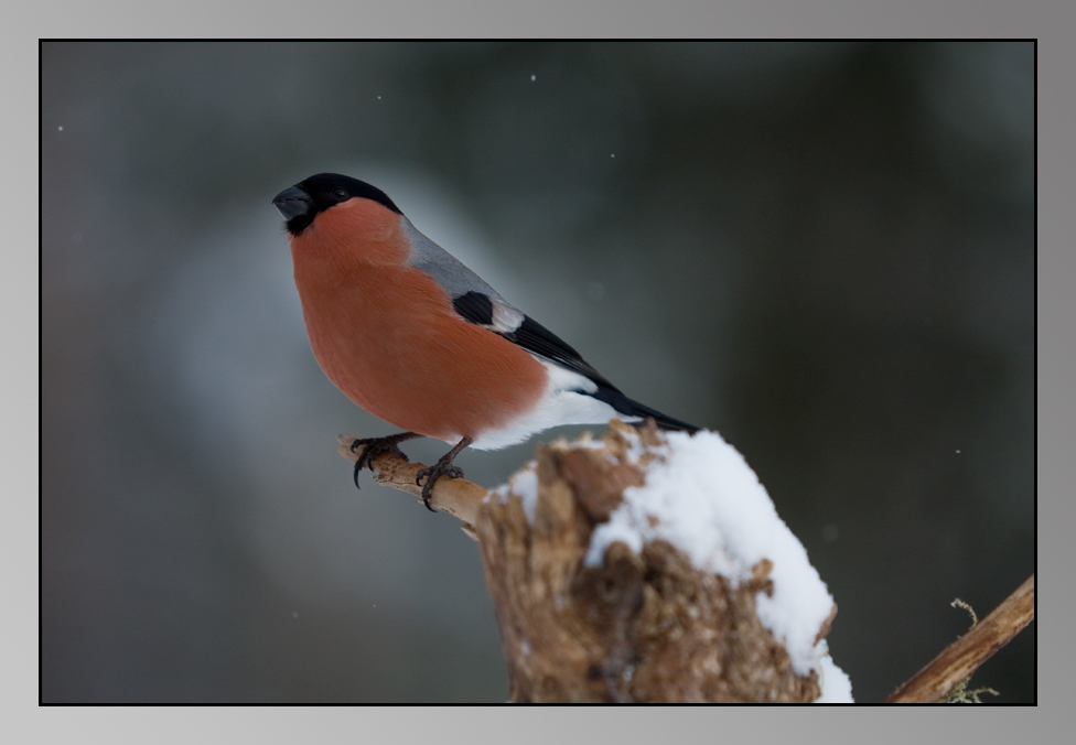 Dompfaff im Winter