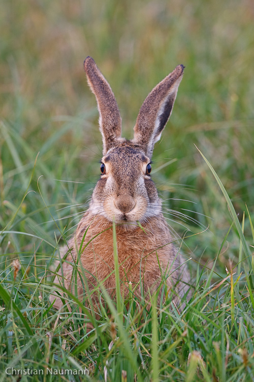 Osterhase