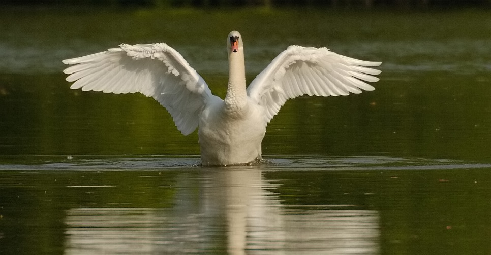 Höckerschwan ND