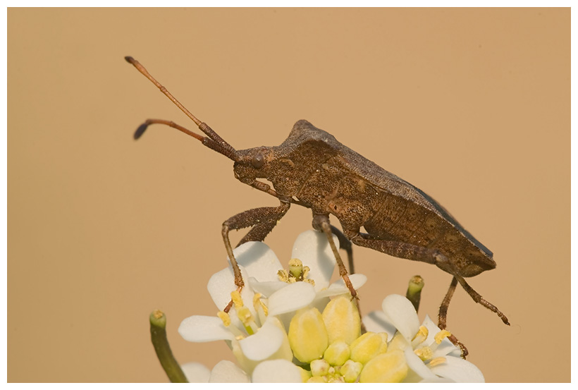 Saumwanze (Coreus marginatus)