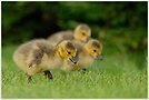 Kanadagans (Branta canadensis)